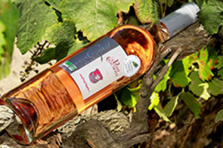Domaine du petit Chaumont Aigues Mortes produit et élève des vins des sables biologiques (® networld-fabrice Chort)