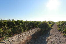 Domaine du Petit Chaumont Aigues Mortes produit des vins de sable bio (® networld-fabrice chort)